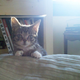 Image for article titled A Year in Lil Bub or Why We Love This Cat's Tiny Weird Face